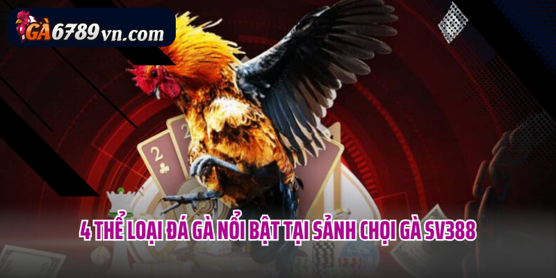 4 thể loại đá gà nổi bật tại sảnh chọi gà SV388