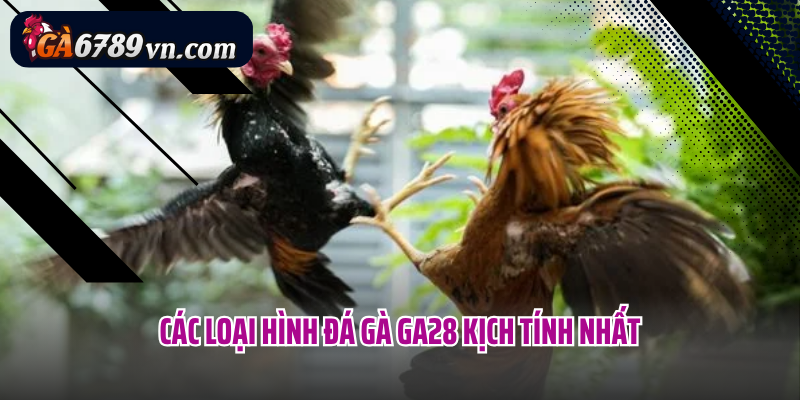 Các loại hình đá gà GA28 kịch tính nhất