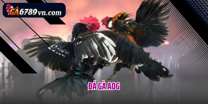 Đá gà AOG