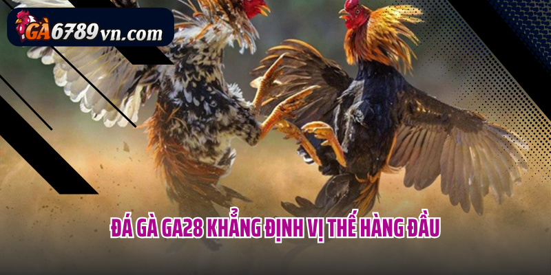 Đá gà GA28 khẳng định vị thế hàng đầu
