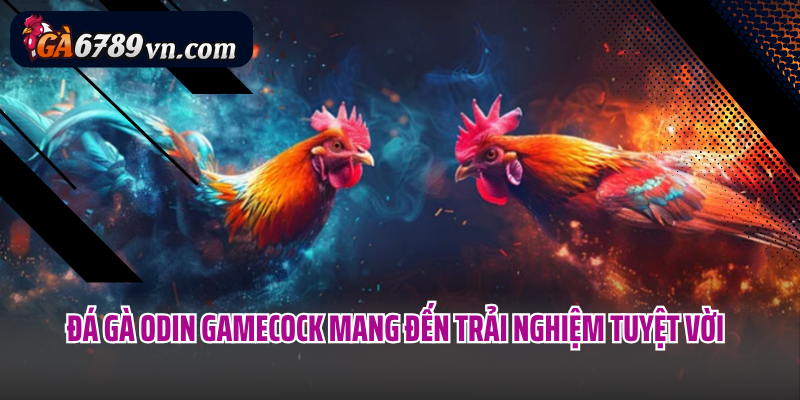 Đá gà Odin Gamecock mang đến trải nghiệm tuyệt vời