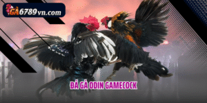 Đá gà oden gamecoke