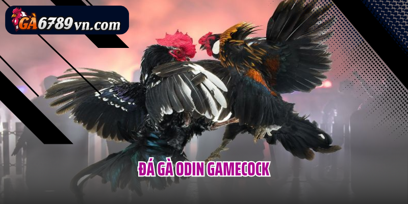 Đá gà oden gamecoke