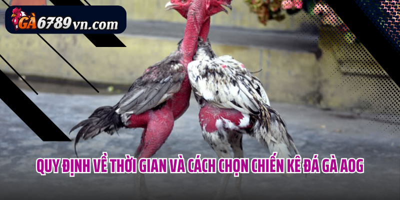 Quy định về thời gian và cách chọn chiến kê đá gà AOG