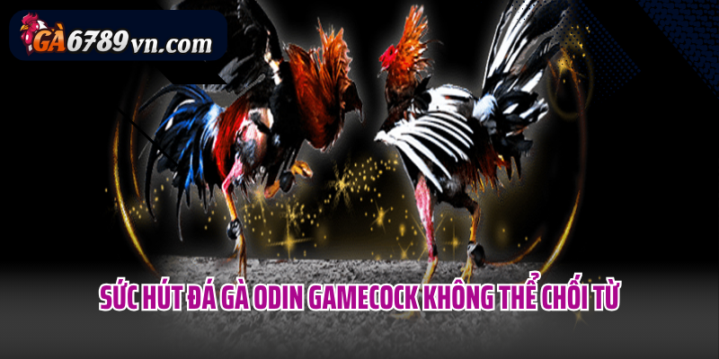 Sức hút đá gà Odin Gamecock không thể chối từ