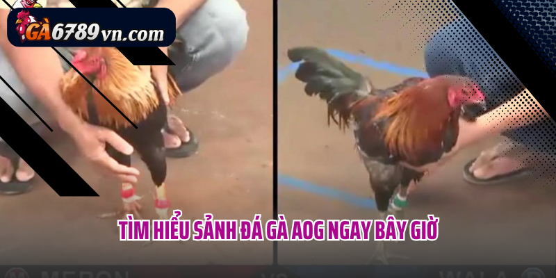 Tìm hiểu sảnh đá gà AOG ngay bây giờ