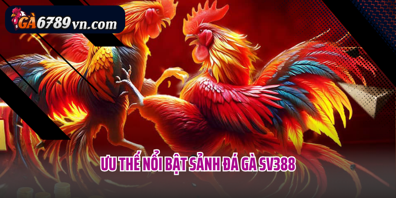 Ưu thế nổi bật sảnh đá gà SV388